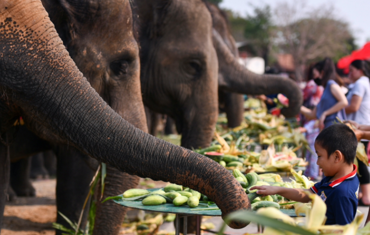 Mengenal Perayaan Hari Gajah di Thailand