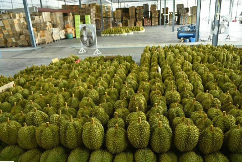 Negara Ini Ancam Dominasi Thailand dalam Ekspor Durian ke Tiongkok