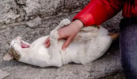 This TNI Brigadier General Shoots Dead Cats at Sesko TNI Bandung