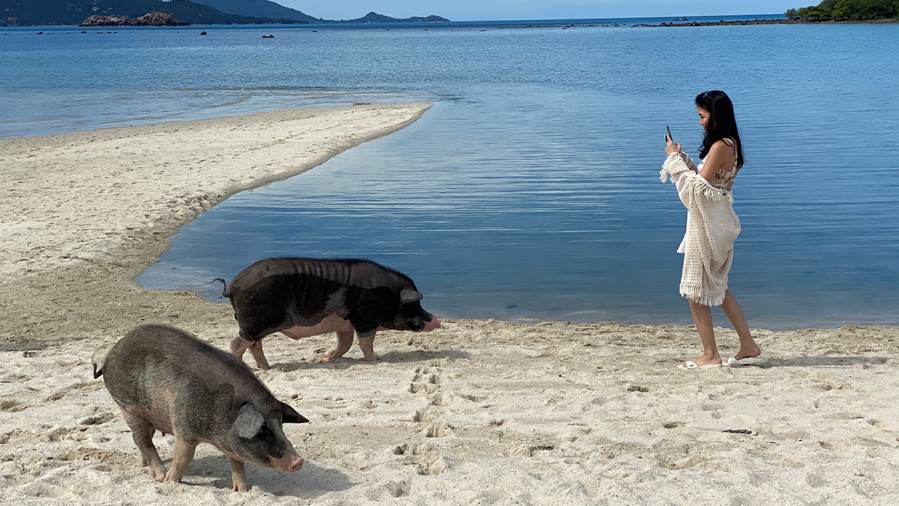 Unik, Pulau di Thailand Ini Dihuni 12 Babi,  Disukai Para Turis