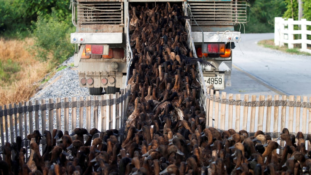10 Ribu Bebek di Thailand Dilepas untuk Bersihkan Hama Pertanian