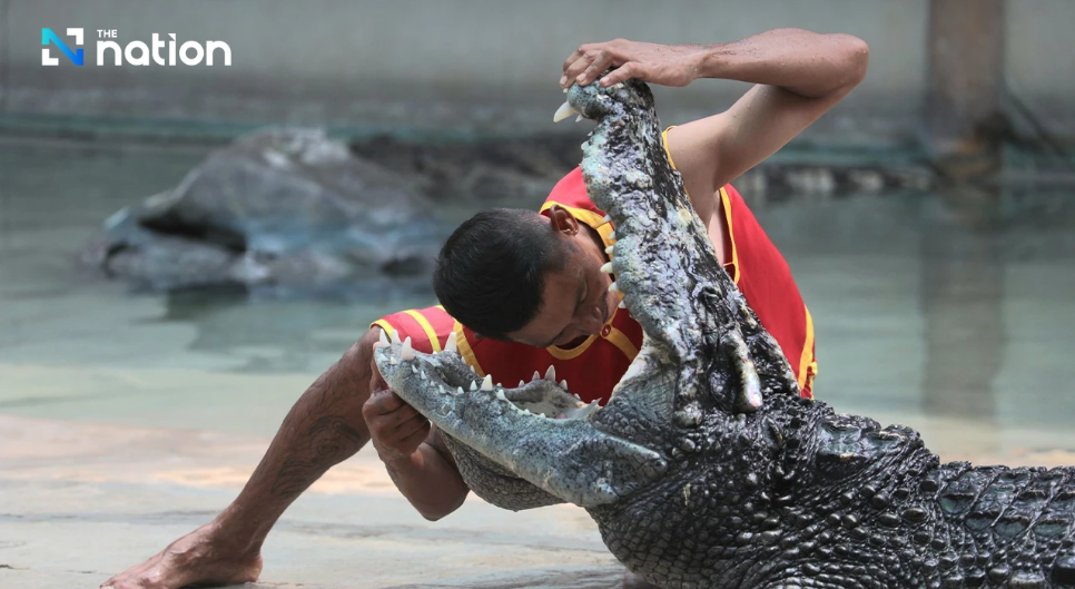 Atraksi Buaya Vs Manusia di Thailand Kembali Dibuka Pasca-Covid