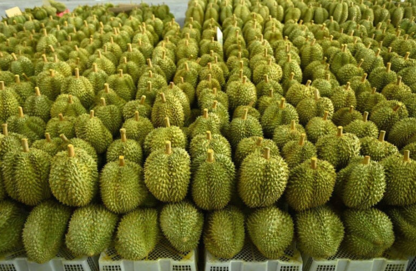 Thailand Pimpin Ekspor Pertanian Global Buah Durian dan Kelapa