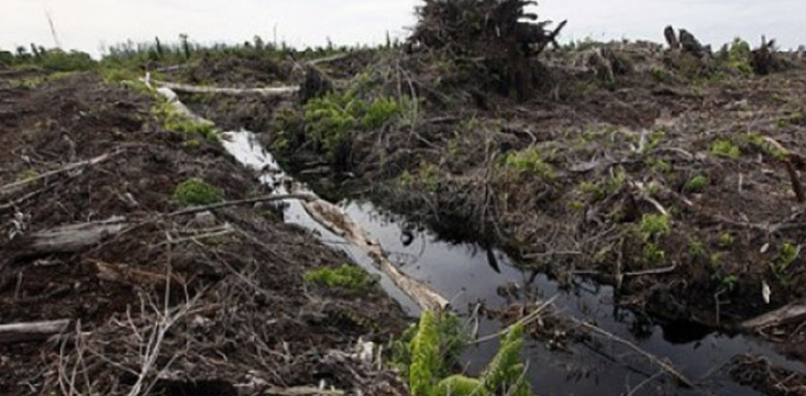 KLHK Catat 83 Persen Ekosistem Gambut di Indonesia Rusak