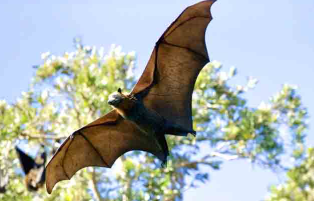 Peneliti: Kelelawar Thailand Tidak Tularkan Covid-19