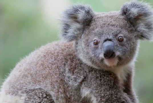 Survei Ungkap Suhu Sedang Bisa Tingkatkan Risiko Kematian Bagi Koala
