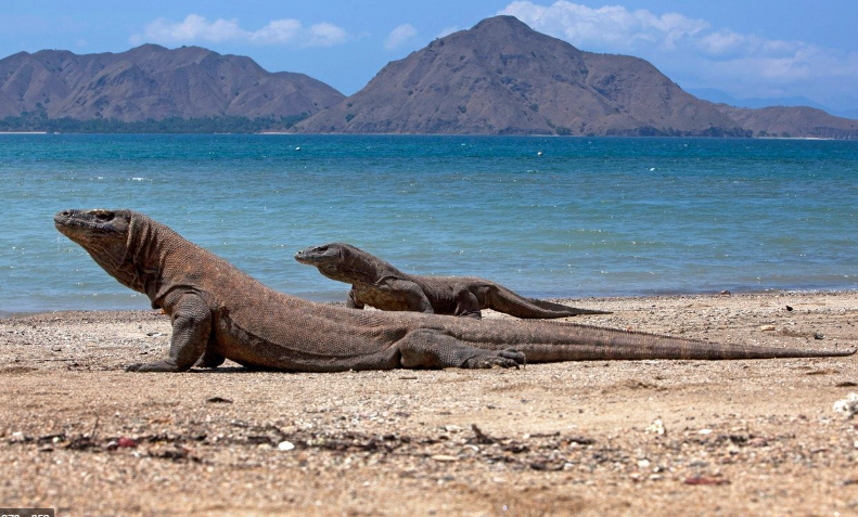 Indonesia Postpones Komodo Island Admission Ticket Increase Until January 1, 2023