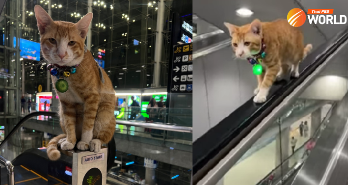 Kucing Lucu di Bandara Thailand Ini Jadi Seleb, Punya Fans FB