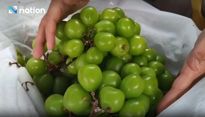 Ada 50 Jenis Residu Racun di Anggur Muscat, Thailand Tindak Pengimpor