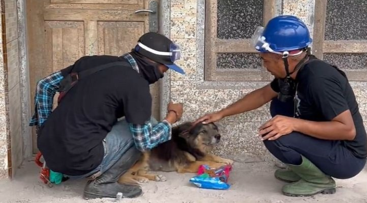 Anjing Ini Setia Tunggui Tuannya yang Meninggal akibat Erupsi Semeru