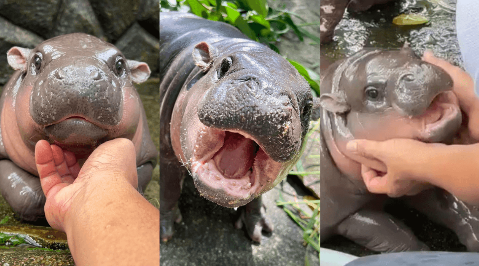 Viral, Bayi Kuda Nil Thailand Ini akan Dipatenkan untuk Tarik Cuan Buat Kebun Binatang
