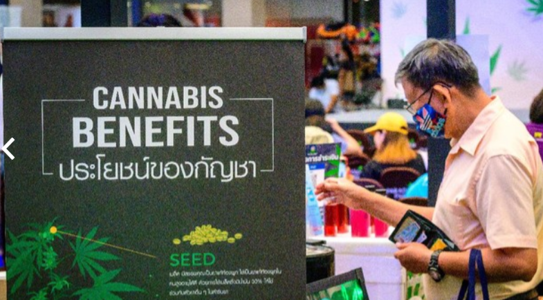 Status Ganja Legal di Thailand Kemungkinan Dicabut Akhir 2024