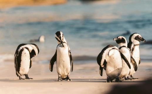 Pertama di Dunia, Australia Vaksinasi 5 Ribu Penguin Cegah Fllu Burung