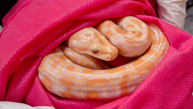 Thailand Tangkap Penyelundup 200 Hewan Eksotis dari Indonesia