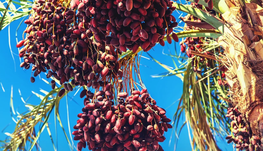 Thailand Larang Ekspor Minyak Sawit karena Produksi Lokal Turun