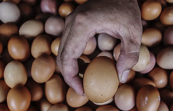 Wow, BRIN Pakai Teknologi Nuklir Uji Antibodi Kuning Telur untuk Vaksin Covid-19