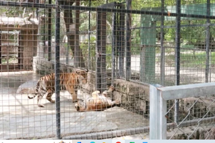 20 Harimau dan Macan Kumbang Tewas di Vietnam, Diduga Kena Virus