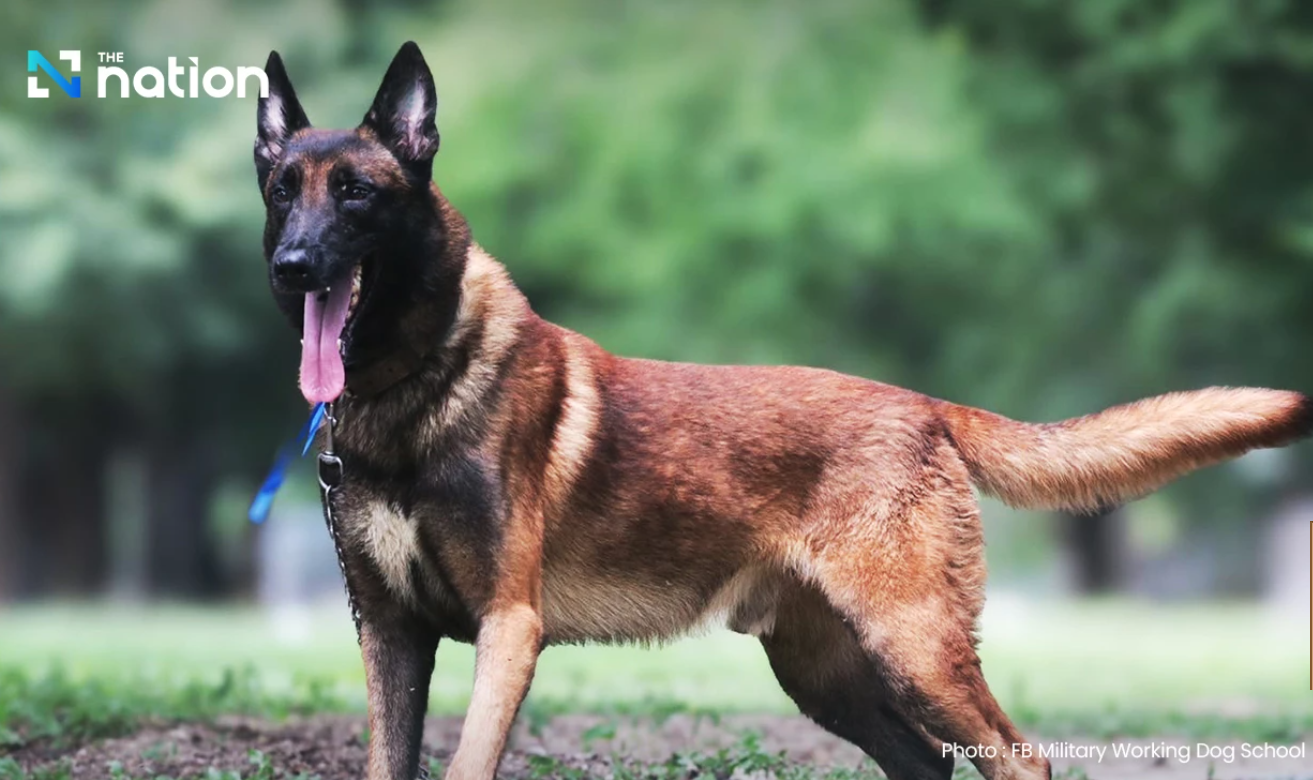 Thailand Lelang 64 Anjing Tak Penuhi Kriteria Anjing Militer