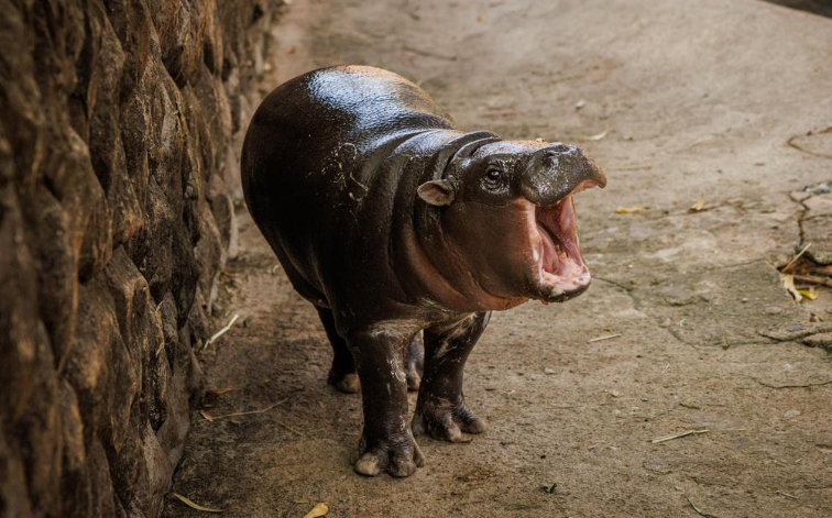 Moo Deng, Si Kuda Nil Lucu Thailand, Masih Menjadi Bintang