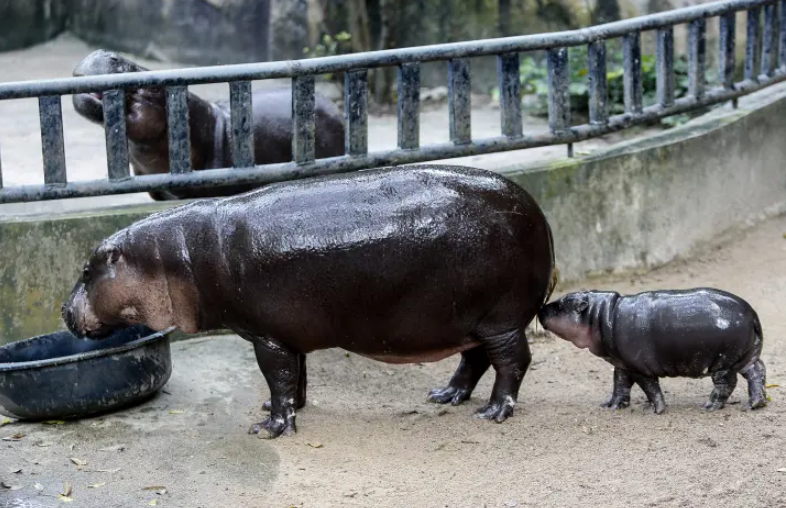Cerdik, Thailand Jadikan Kuda Nil Moo Deng Duta Budaya di Panggung Global